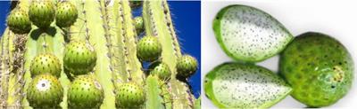 Corryocactus brevistylus (K. Schum. ex Vaupel) Britton & Rose (Cactaceae): Antioxidant, Gastroprotective Effects, and Metabolomic Profiling by Ultrahigh-Pressure Liquid Chromatography and Electrospray High Resolution Orbitrap Tandem Mass Spectrometry